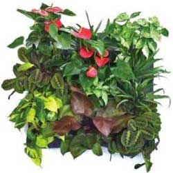 Florafelt Pocket Planter for Growing Vertical Gardens