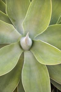 succulent plant