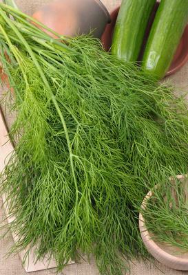 Fresh Dill Herb