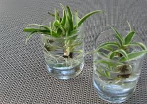 spider plant babies