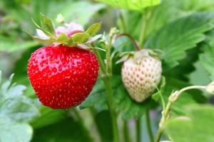 strawberry plant in the gardeb