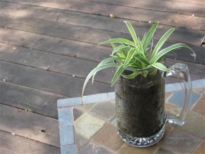 How To Grow Spider Plant Babies,How Do Birds Mate And Fertilize Eggs