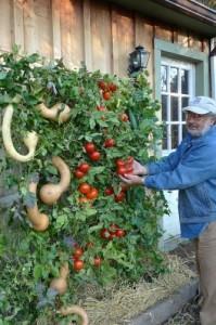 Tomato Wall Garden