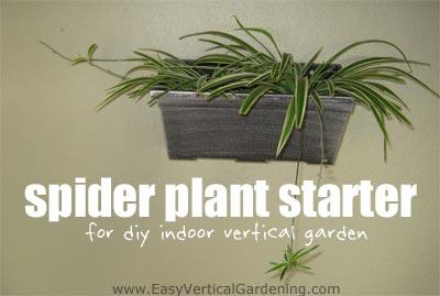 Spider Plant Indoor Garden