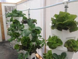 Vertical Hydroponic Garden Kit with Lettuce