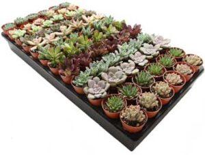 72 Mini Succulent Plants for Making Vertical Gardens, Wreaths and more