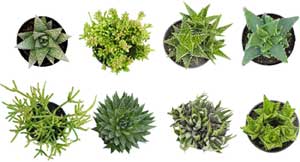 8-Pack of Succulents for Making a Framed Vertical Garden