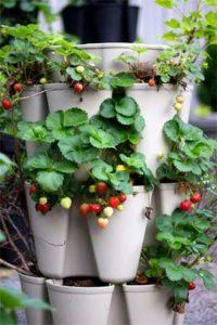 How to Grow Strawberries in a Vertical Greenstalk Planter