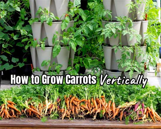 Growing Vegetables and Carrots Vertically in a Greenstalk Vertical Planter