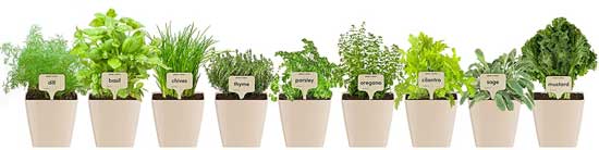 9-Plant Herb Garden Kit for Growing an Indoor Herb Garden in Your Kitchen