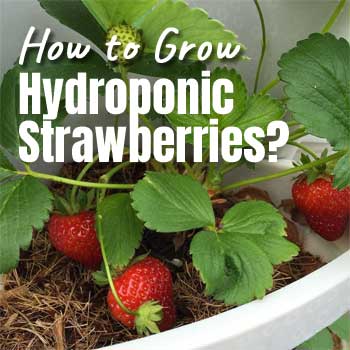 How to Grow Hydroponic Strawberries in a Mr Stacky Smart Farm Vertical Planter