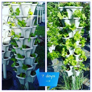 Grow Lettuce in 7 Days in Mr Stacky Planter
