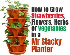 Mr Stacky Planter - How to Grow Strawberries, Flowers, Herbs or Vegetables the Easy Way